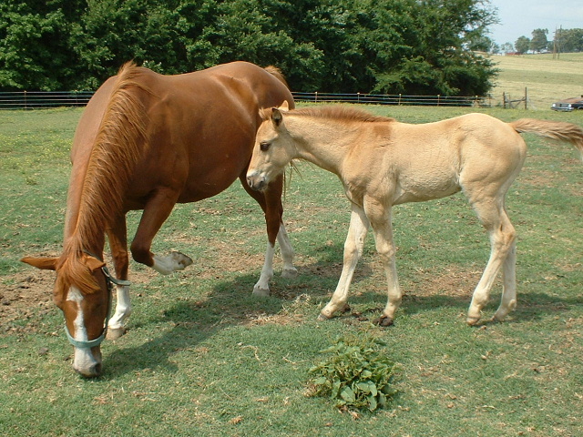 Daisy Mae Olean and her baby