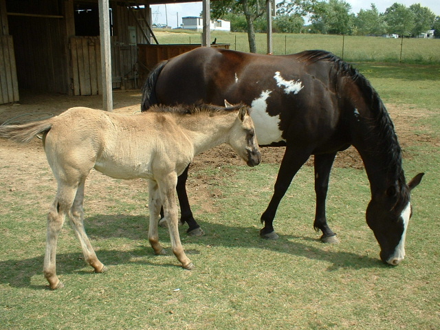 Kramers mare and her baby!