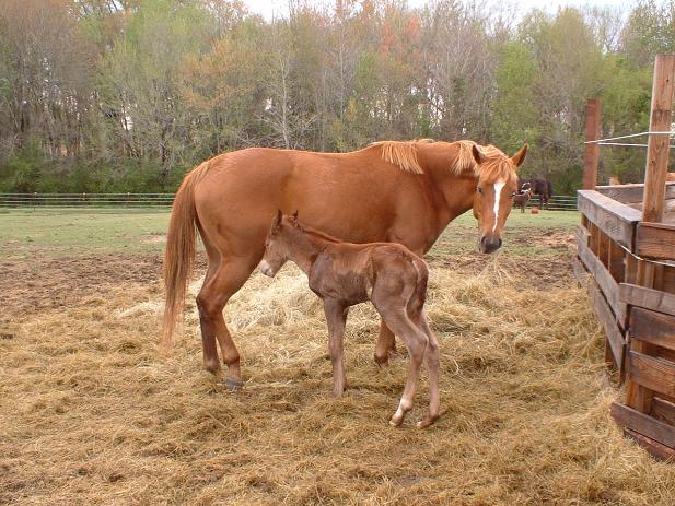 Bama less than an hour old.